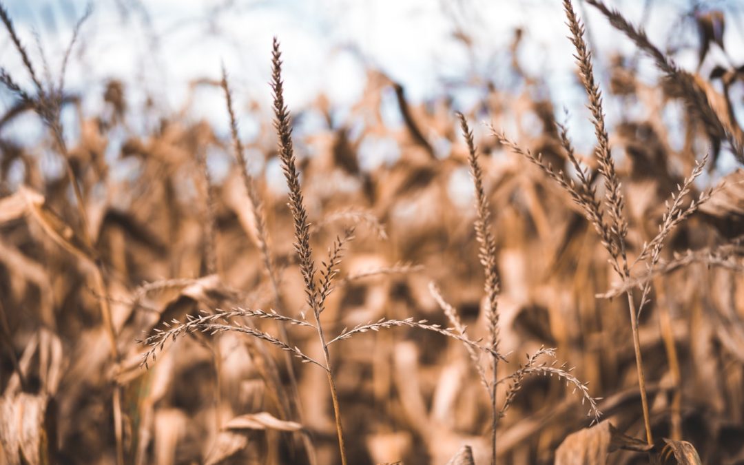 Le gluten